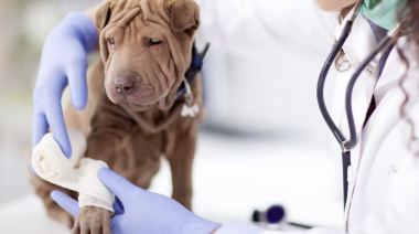 Notificaron al Colegio Médico Veterinario de Río Grande para que cumpla con las guardias