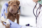 Notificaron al Colegio Médico Veterinario de Río Grande para que cumpla con las guardias