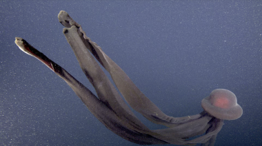 El enigma de la medusa fantasma: cómo es la criatura que habita las profundidades del océano austral