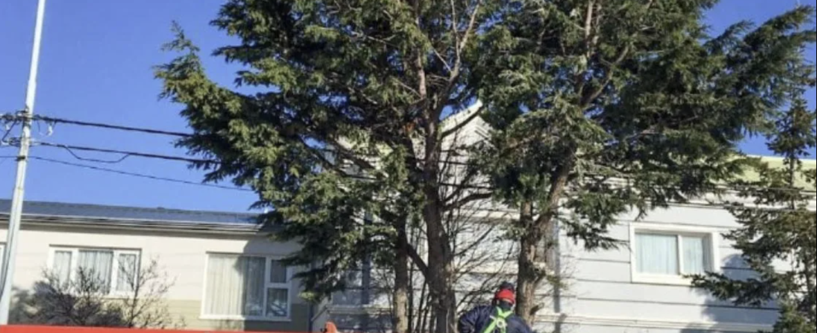 Recomendaciones para forestar: Río Grande impulsa el programa “Ciudad Verde”