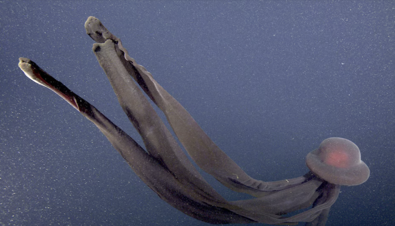 El enigma de la medusa fantasma: cómo es la criatura que habita las profundidades del océano austral