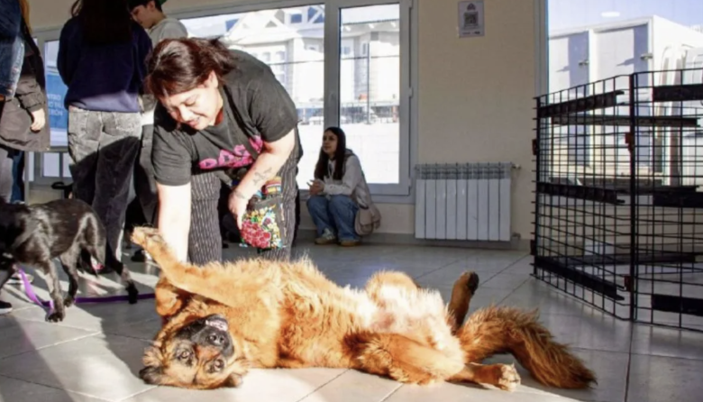 11 perros encontraron una familia en la jornada del Municipio en el Centro Comunitario del B° Perón