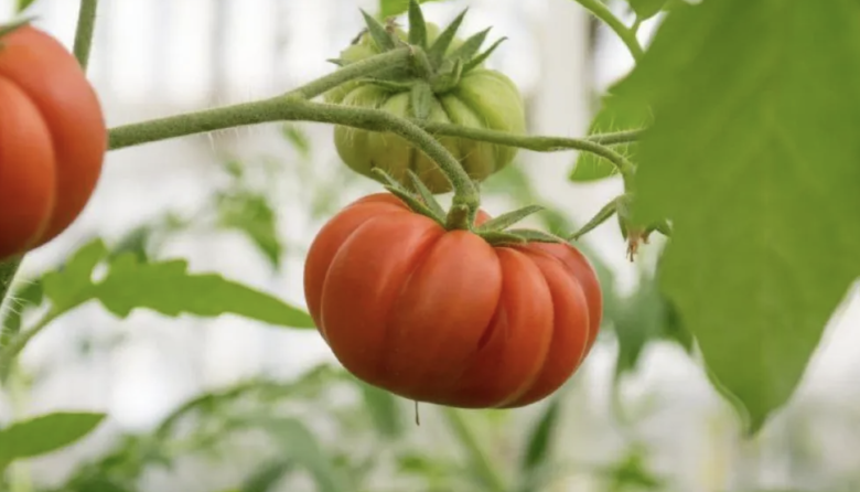 Se pueden adquirir tomates de rga alimentos en el punto de venta del paseo canto del viento