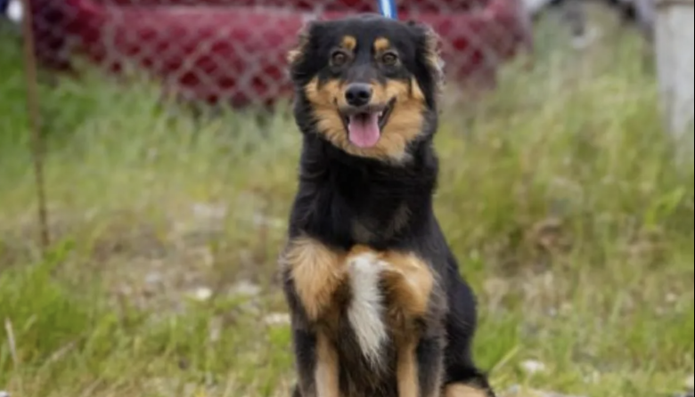 Nueva jornada de vacunación antirrábica y adopción responsable de mascotas en Río Grande