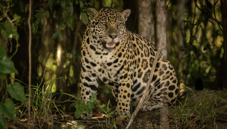 Nacimiento histórico en la selva: la yaguareté Janaína apareció con dos crías en el Parque Nacional Iguazú