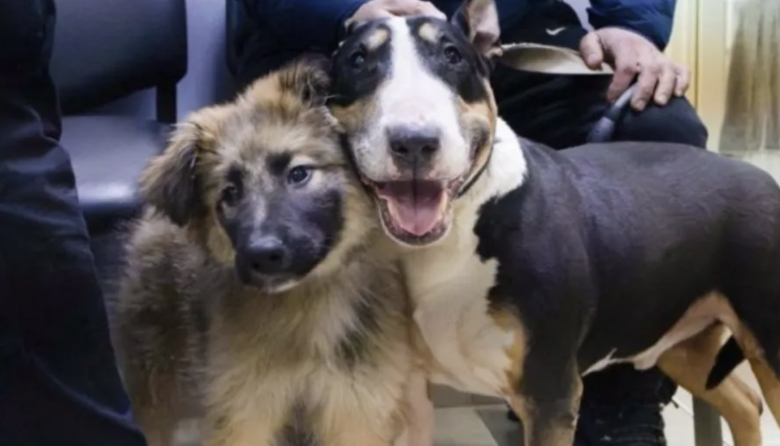 Continúa abierta la agenda de castraciones para perros y gatos en Río Grande