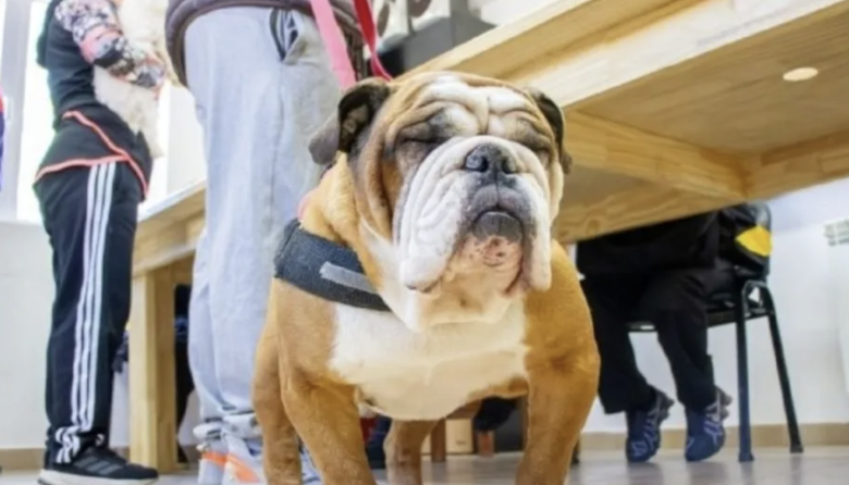 El Municipio brinda recomendaciones para prevenir el moquillo canino