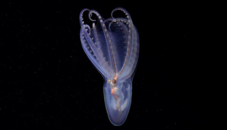 Descubrieron 57 nuevas especies en el cañón submarino de Mar del Plata