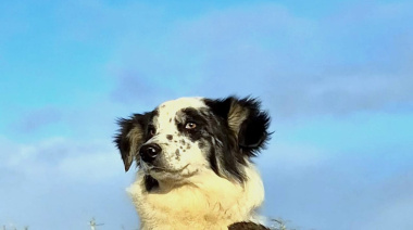 Una familia busca a Tita, una cachorra perdida en Ushuaia