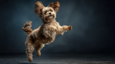 Día Mundial del Perro: recomendaciones para un cuidado responsable en tiempos de familias multiespecie