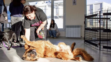 11 perros encontraron una familia en la jornada del Municipio en el Centro Comunitario del B° Perón