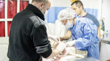 Continúa la jornada de castración masiva para perros y gatos en la zona sur de Río Grande