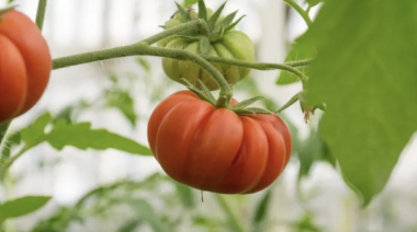 Se pueden adquirir tomates de rga alimentos en el punto de venta del paseo canto del viento