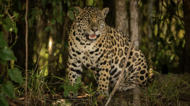 Nacimiento histórico en la selva: la yaguareté Janaína apareció con dos crías en el Parque Nacional Iguazú
