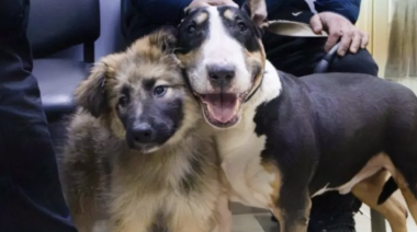 Continúa abierta la agenda de castraciones para perros y gatos en Río Grande