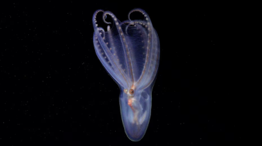 Descubrieron 57 nuevas especies en el cañón submarino de Mar del Plata