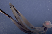 El enigma de la medusa fantasma: cómo es la criatura que habita las profundidades del océano austral