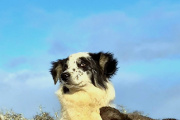 Una familia busca a Tita, una cachorra perdida en Ushuaia