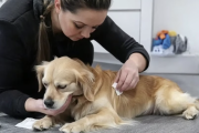 Día del Veterinario en Argentina: su rol clave en salud pública, conservación y bienestar animal