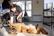11 perros encontraron una familia en la jornada del Municipio en el Centro Comunitario del B° Perón