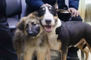 Continúa abierta la agenda de castraciones para perros y gatos en Río Grande