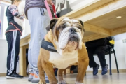 El Municipio brinda recomendaciones para prevenir el moquillo canino