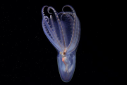 Descubrieron 57 nuevas especies en el cañón submarino de Mar del Plata