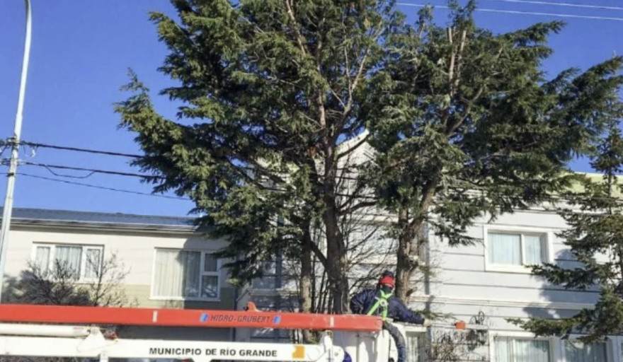 Recomendaciones para forestar: Río Grande impulsa el programa “Ciudad Verde”