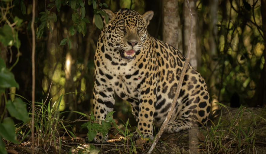 Nacimiento histórico en la selva: la yaguareté Janaína apareció con dos crías en el Parque Nacional Iguazú